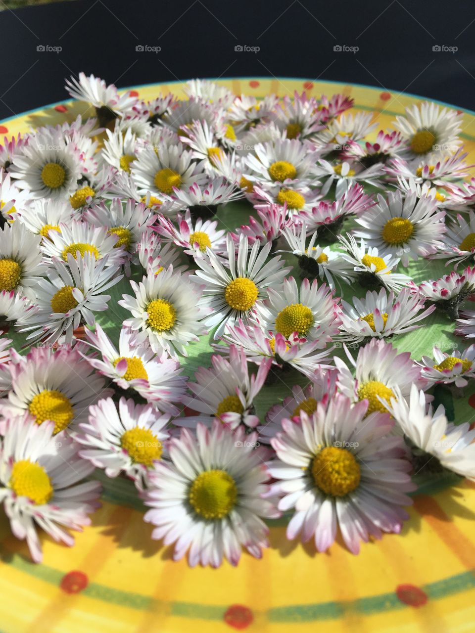 Daisy picking