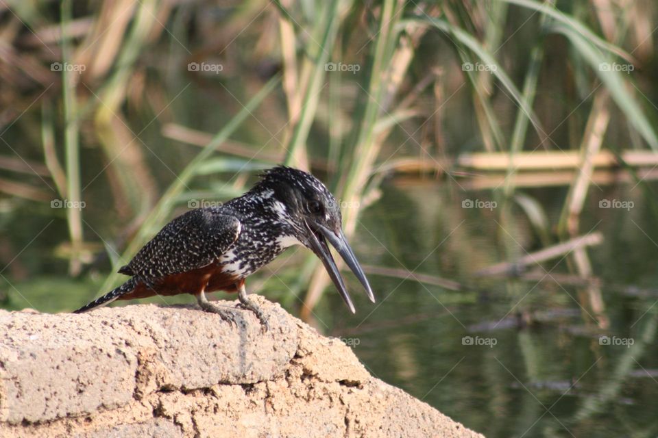 King  fisher looking for a meal.