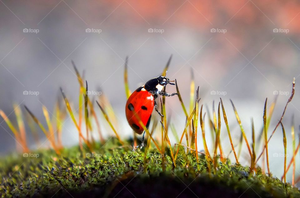 Ladybug