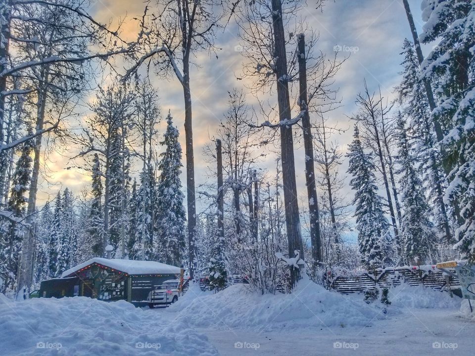 sunset behind wintery forest