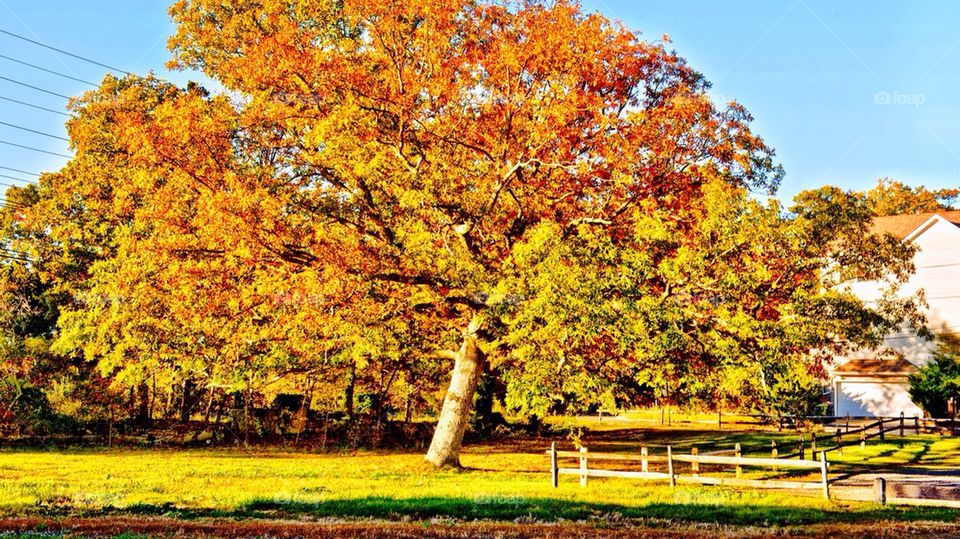 Autumn tree