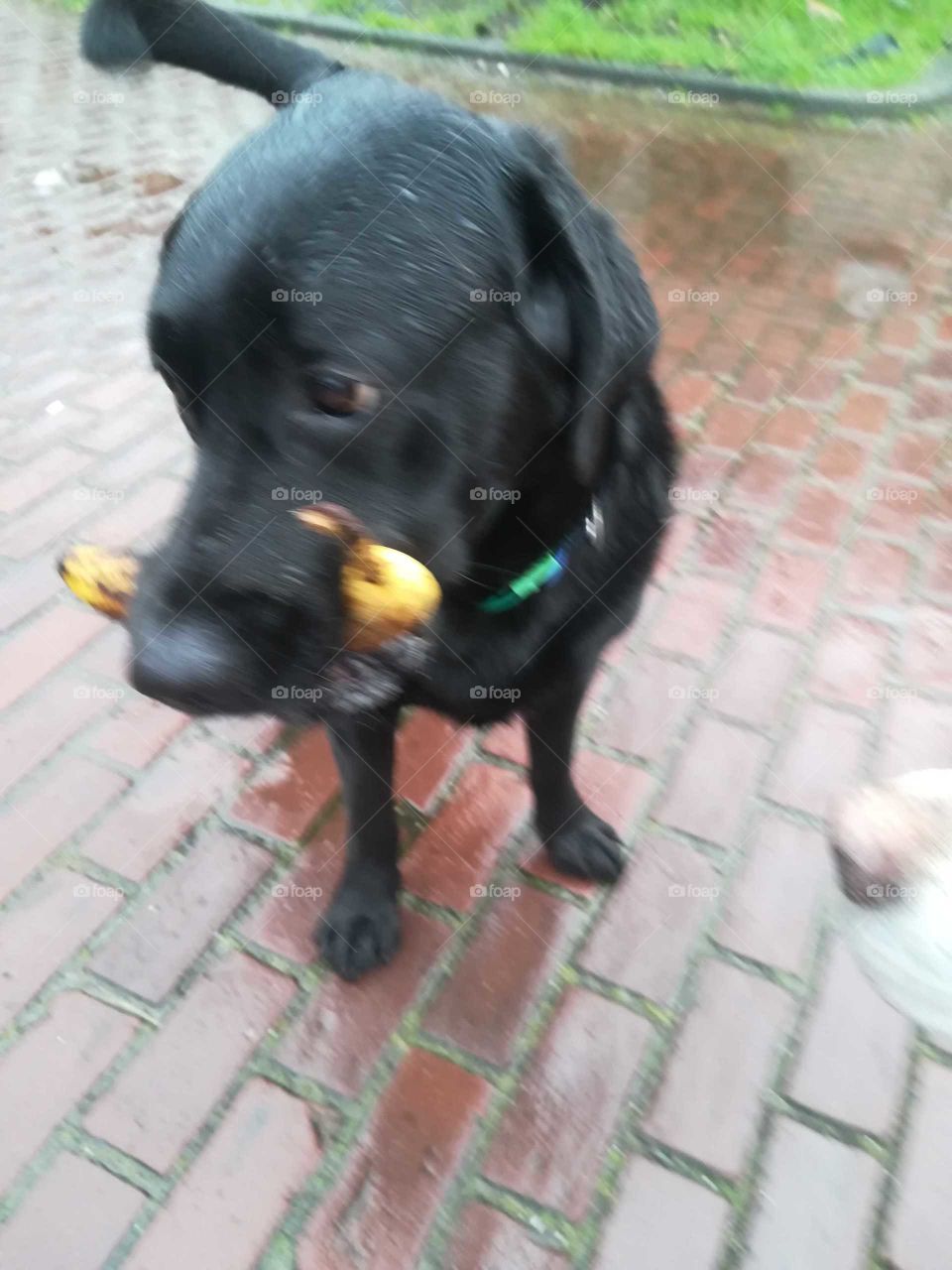 Funny dog with banana. Looking like a wild pig