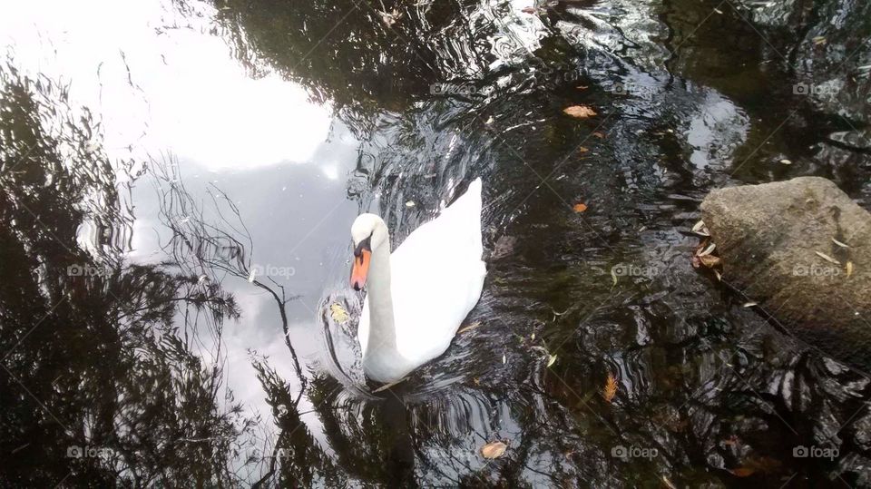 Ambleside Beach West Vancouver B.C.
Pond/Swan in Natural Habitat/Utter Beauty/A still picture taken as is ,no corrections/ad ons.
