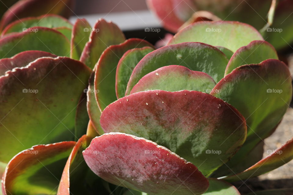 Closeup red and green succulent plant leaves, sucus, hardy trendy garden and potted plants 