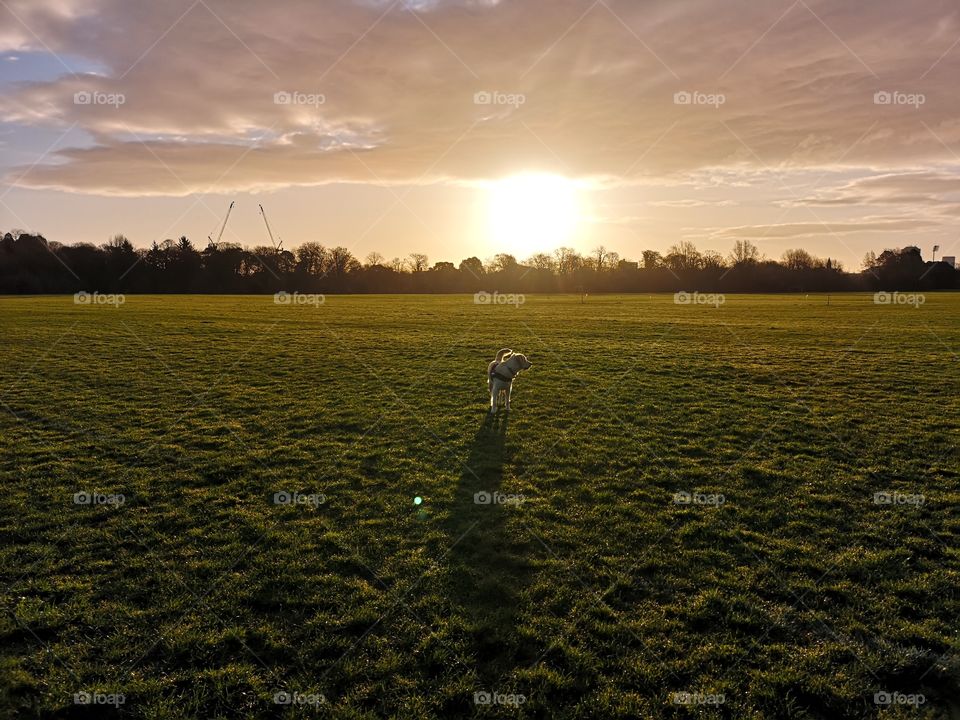 golden retriever in sunrise on a large field