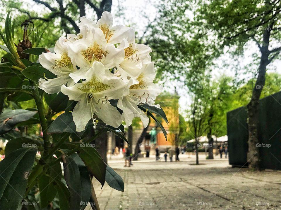 White flower 