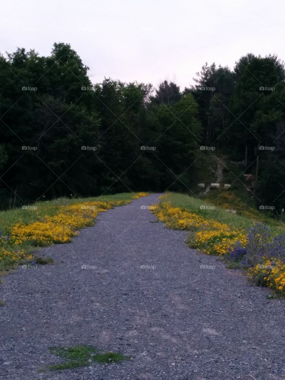yellow flower path