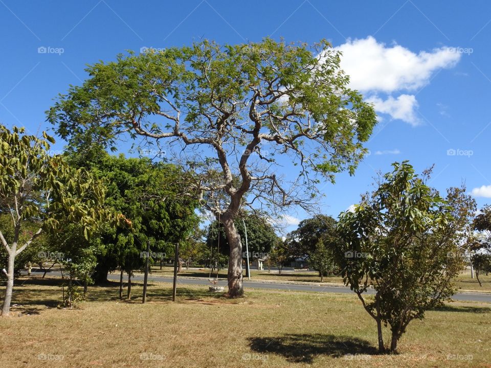 Natureza -árvore -céu 
