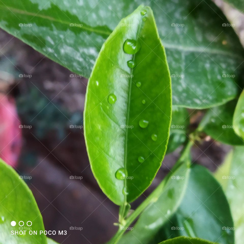 Beautiful leaves with droplets