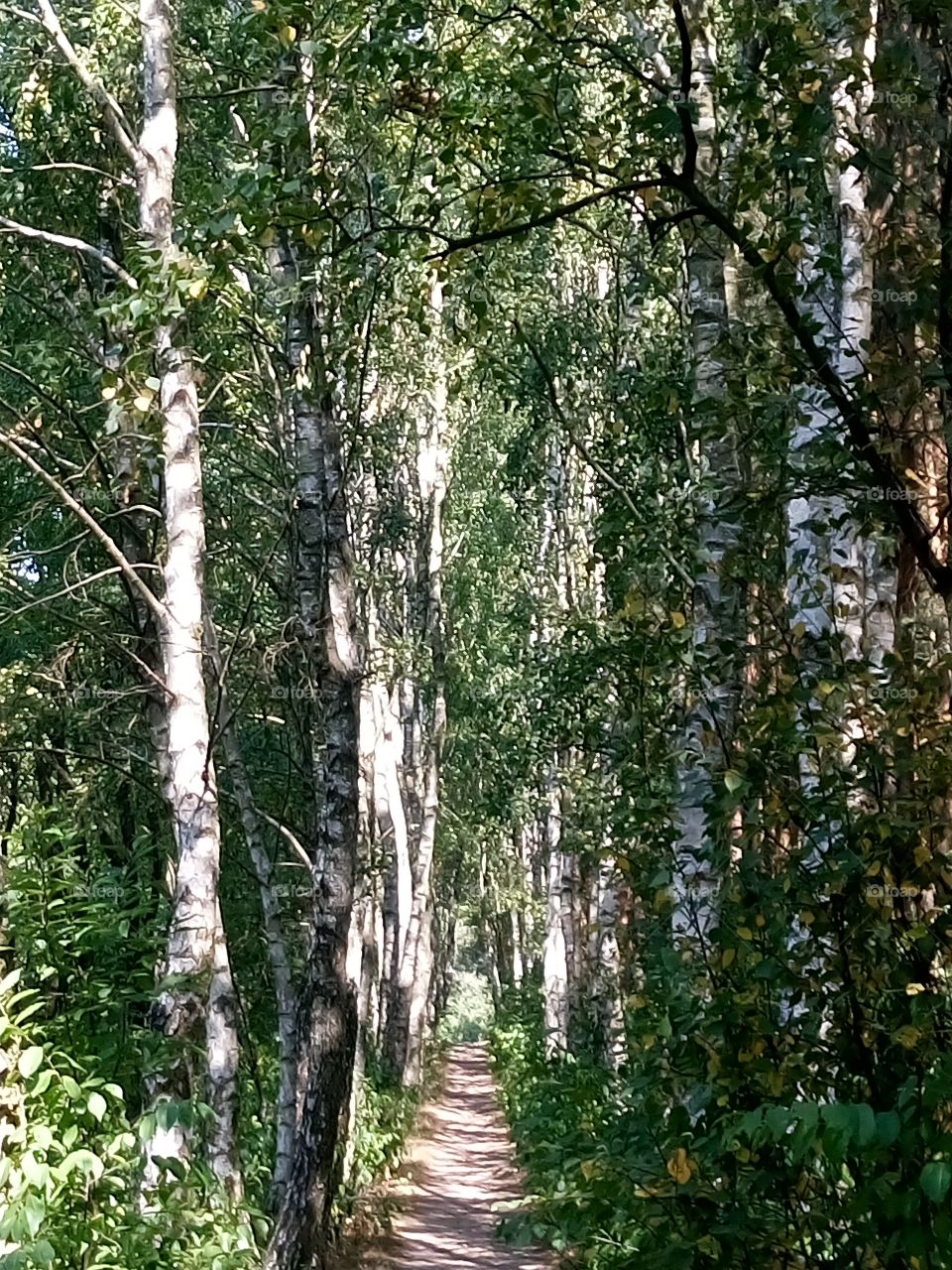 polish nature,, birch trees
