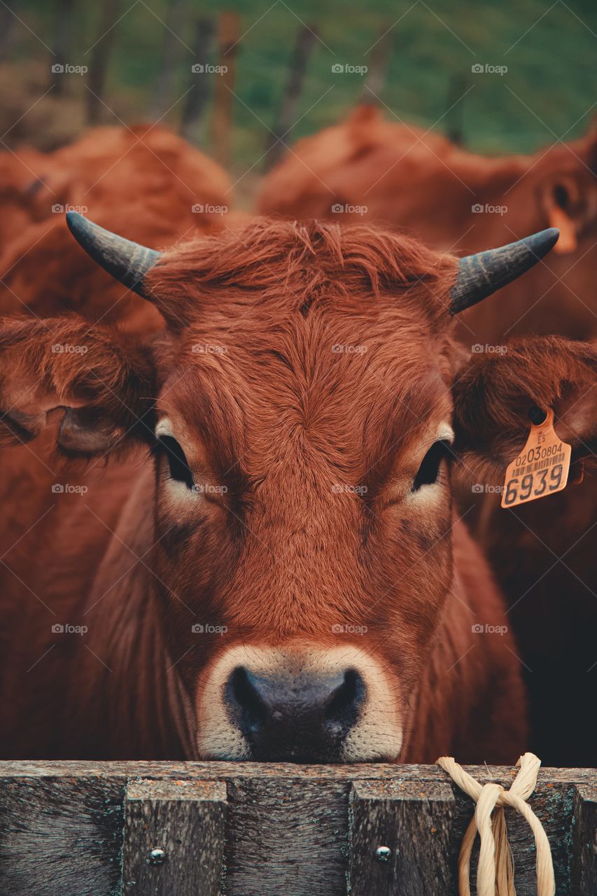 Cow Rests Their Chin On A Fence