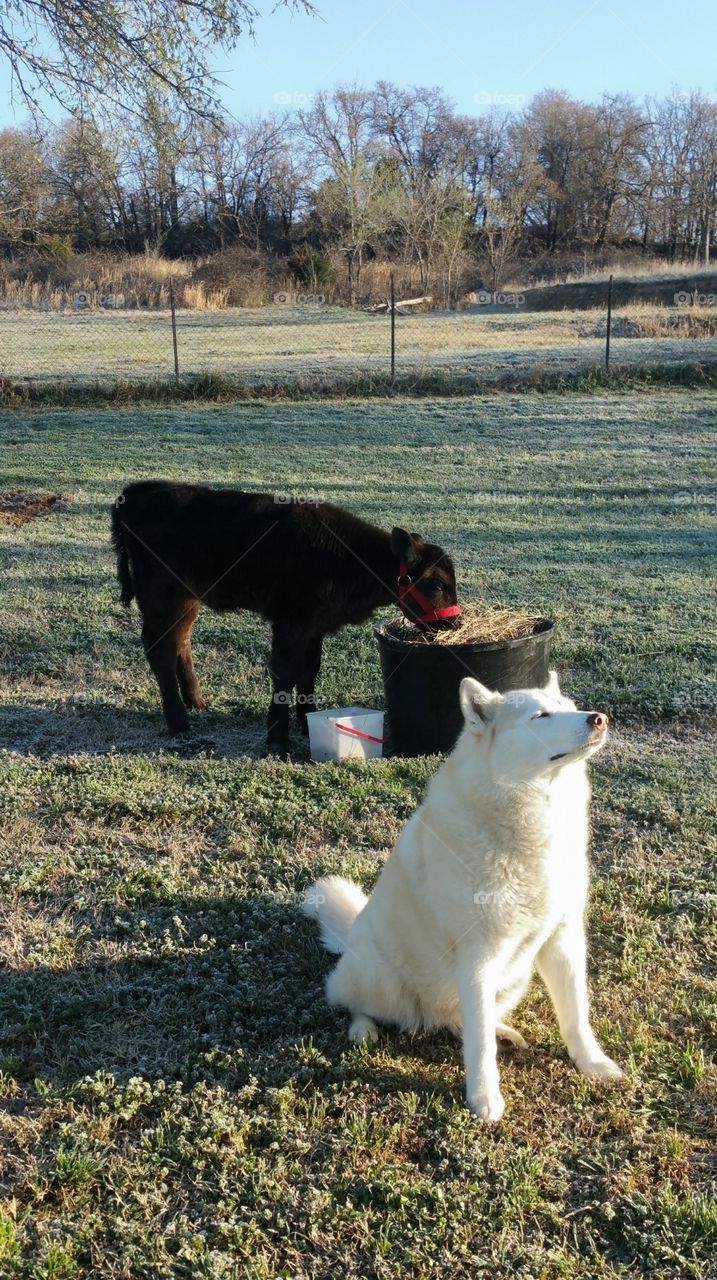 Miracle the calf and my sweet husky Akina enjoying the morning sunshine.