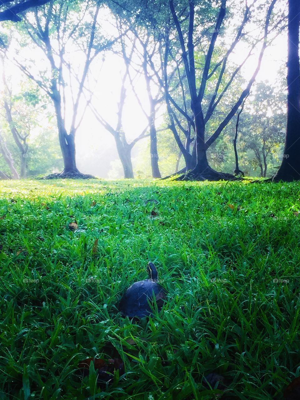 The way to brightness