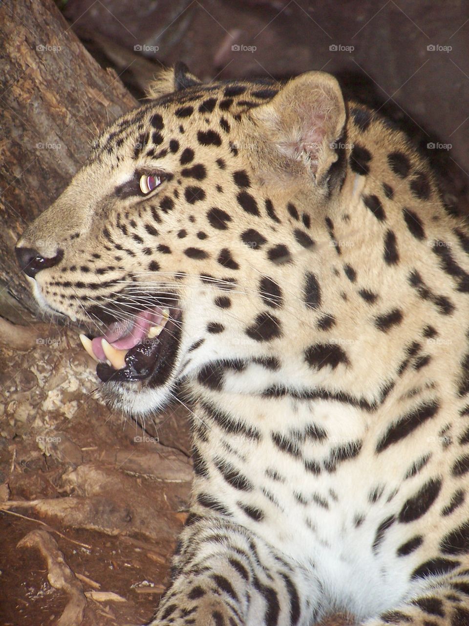 leopard philadelphia zoo