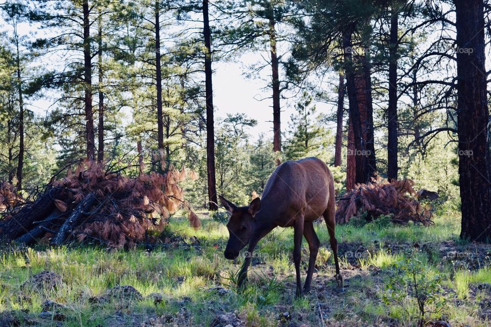 the deer in the headlights