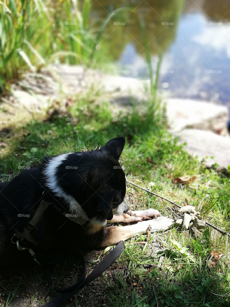 Small dog chewing on a stick by a lakeside