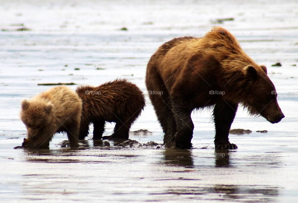 Grizzly Sow and Twin Cubs