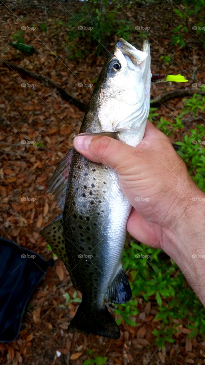 pond trout