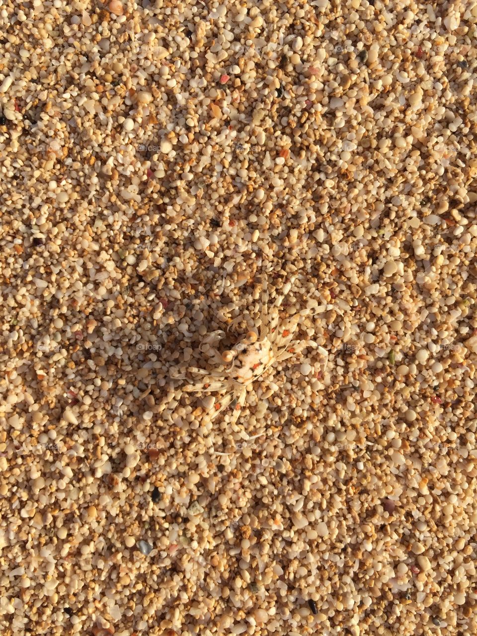 Camouflage crab