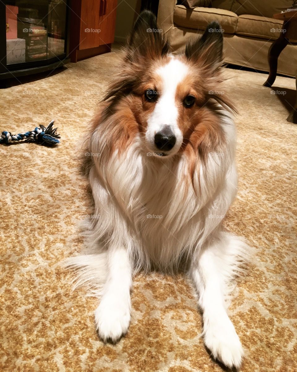 Bailey the Shetland Sheepdog