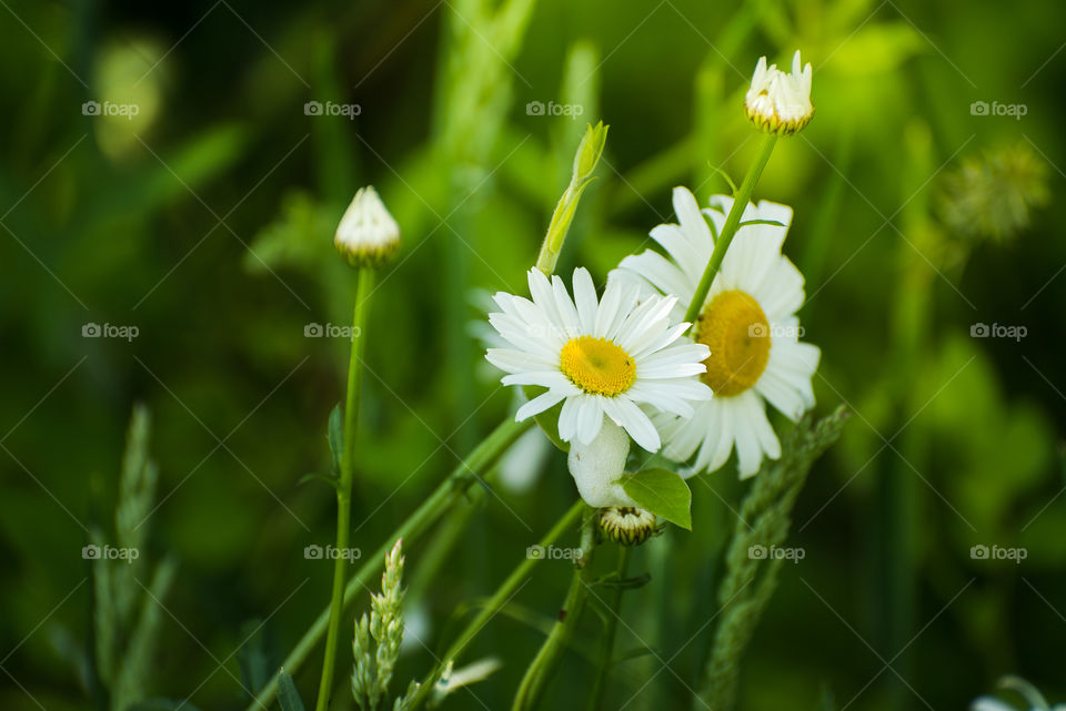 Close-up of white flowers