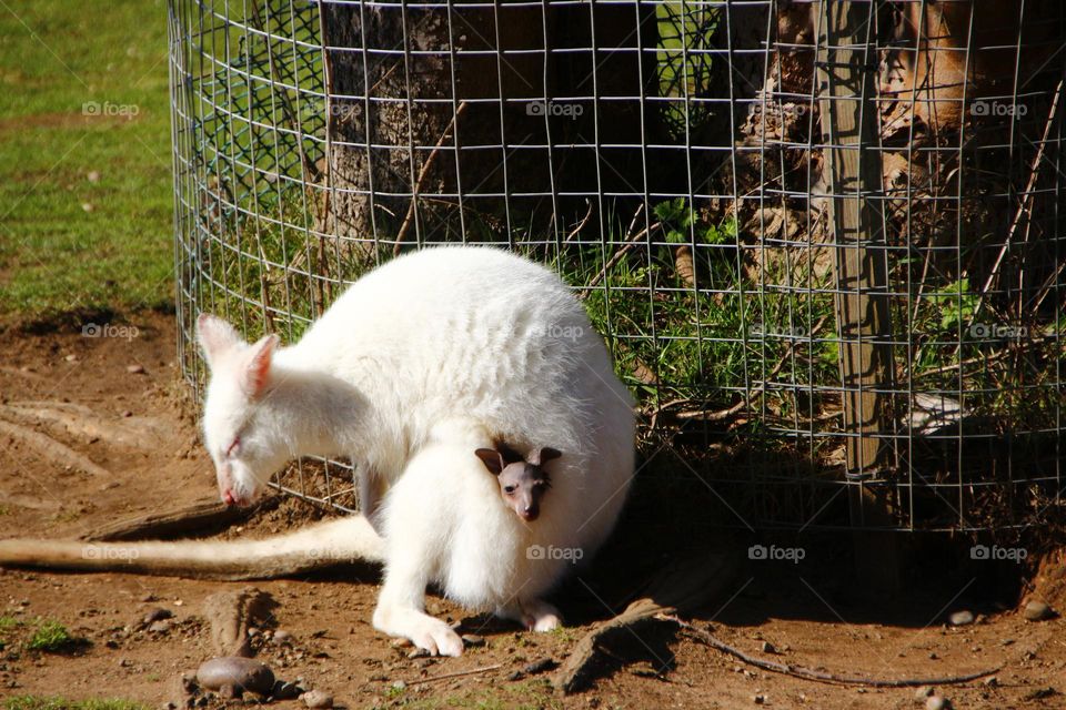 A albino kangaroo with a joey