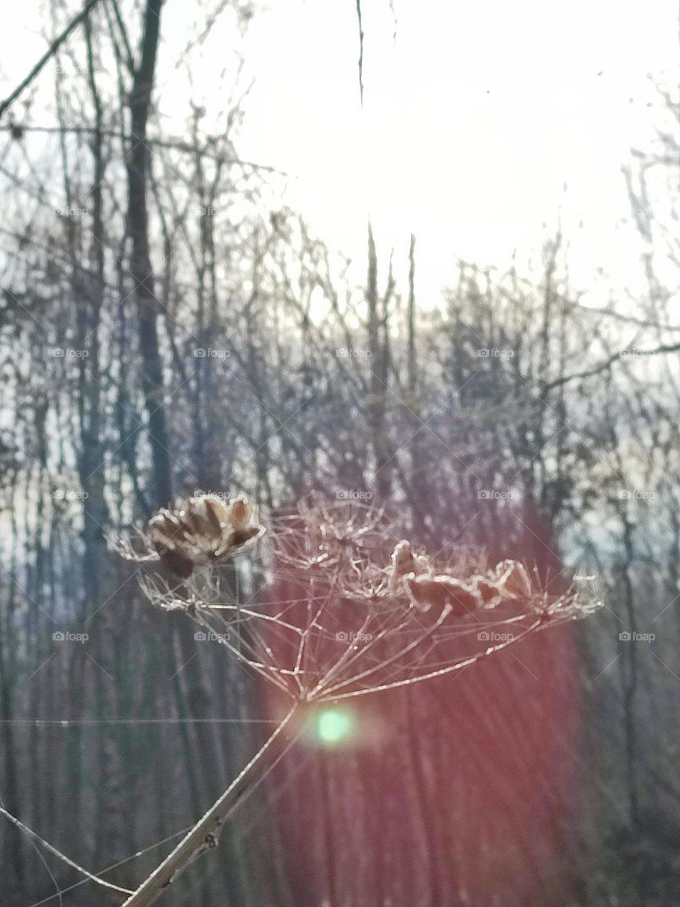 Wood, forest, nature