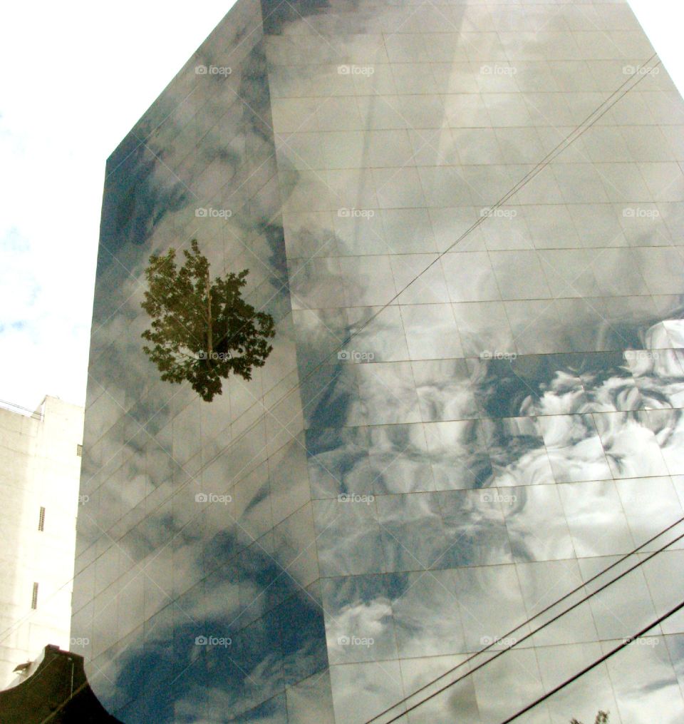 Tree at building . Tree at building in Mexico City 