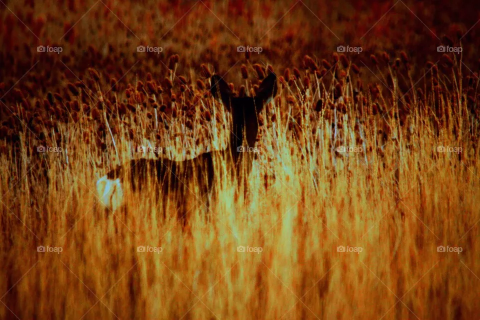 Hidden