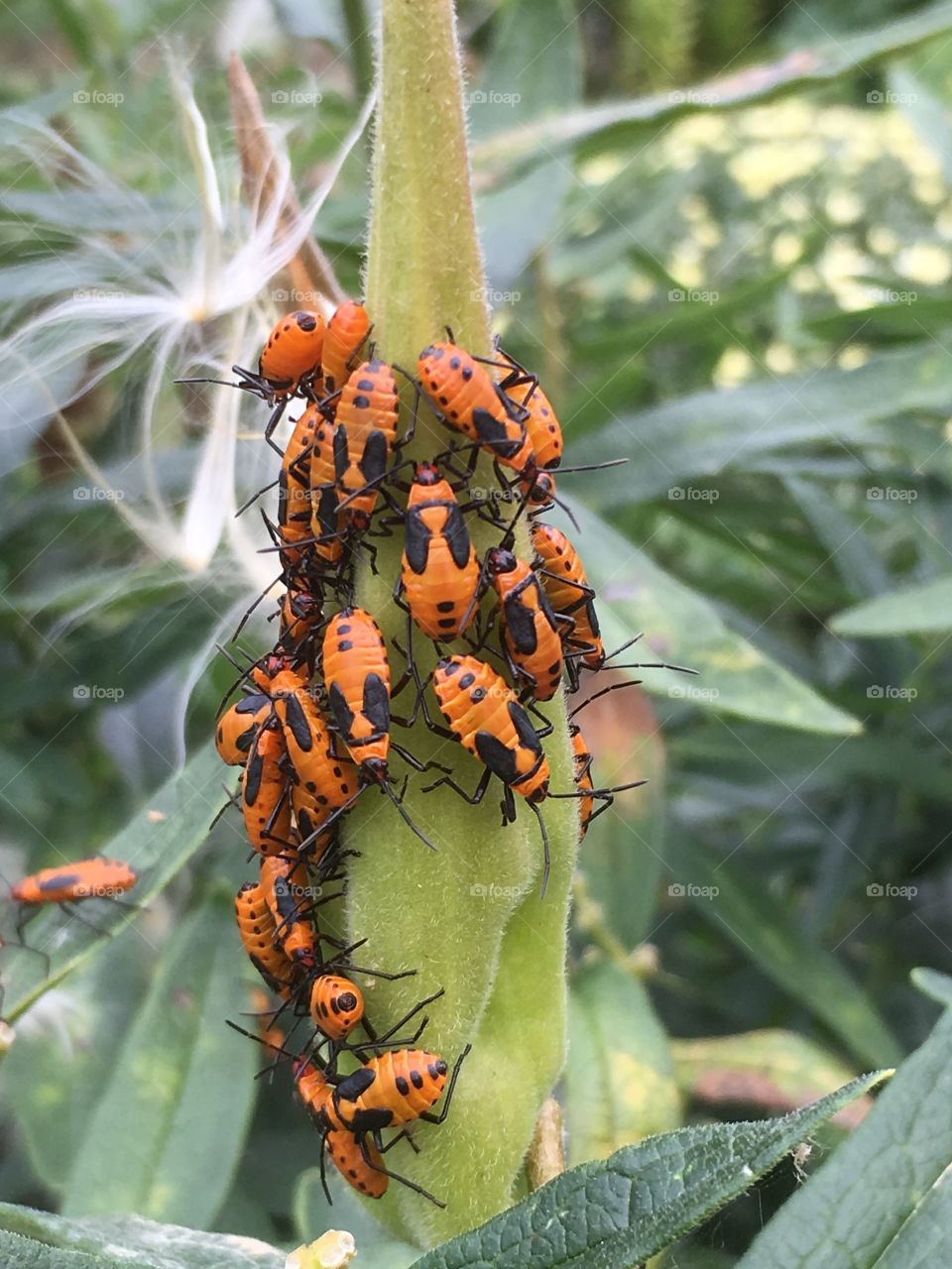 Orange beetles Climbing plant 