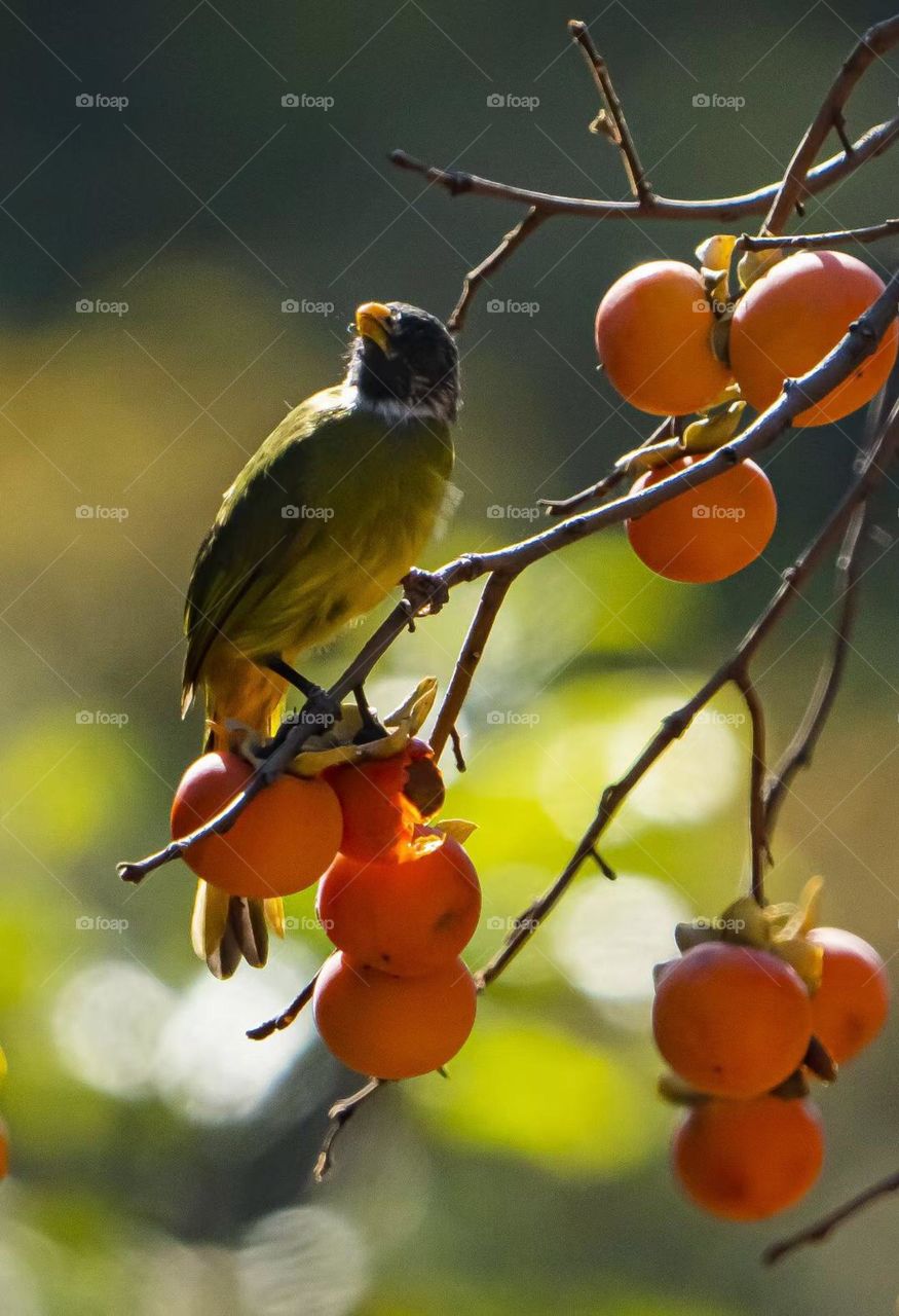 Look at fall leaves, fall has passed the season, winter does not know when the snow come 