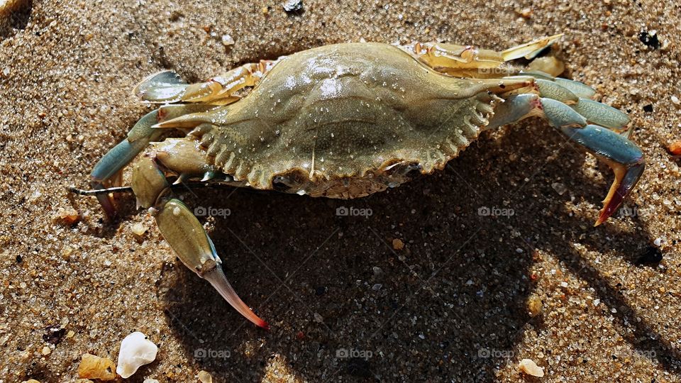 crab
