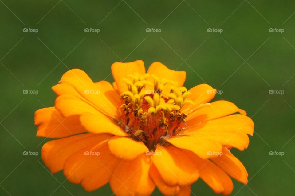 Orange flower in bloom