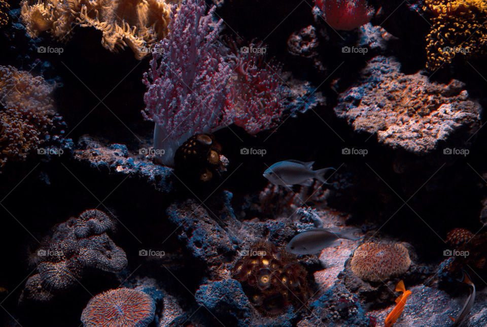 fish aquarium coral tropical fish by iconic1