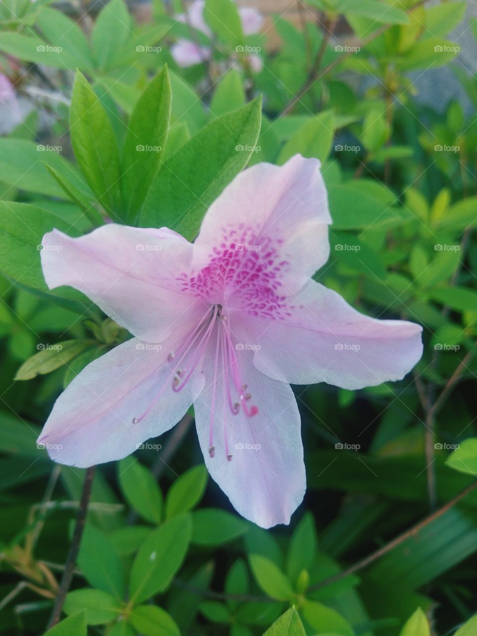 Pink Flowers Garden