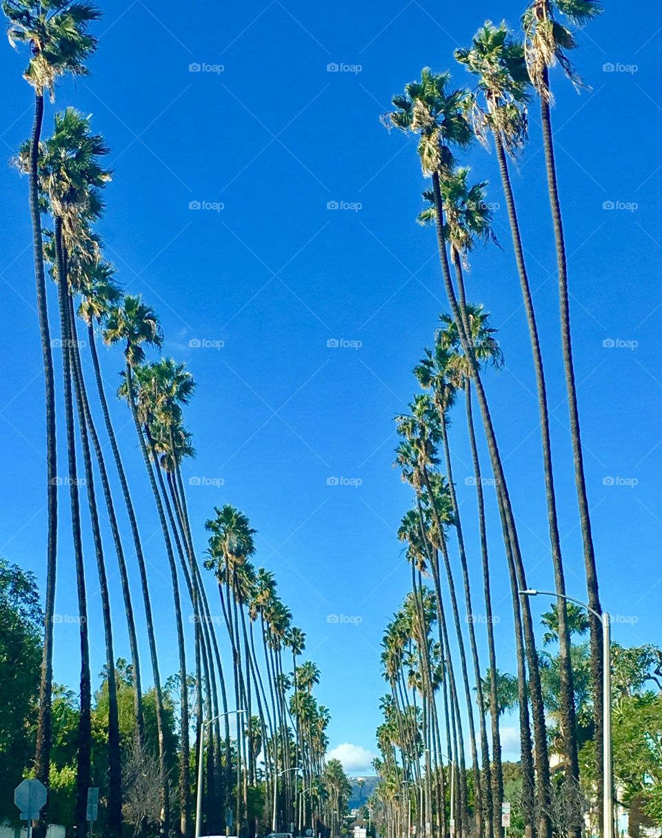 Santa Monica Palm Trees 