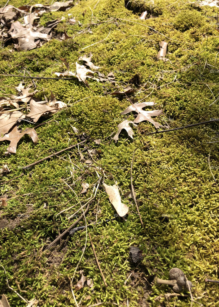 Path of moss