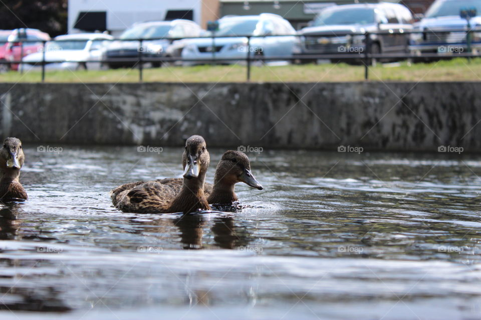 A swim through duck lane.