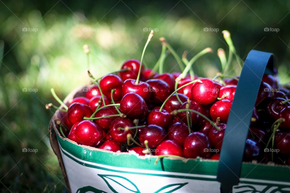 Basket with ripe cherries