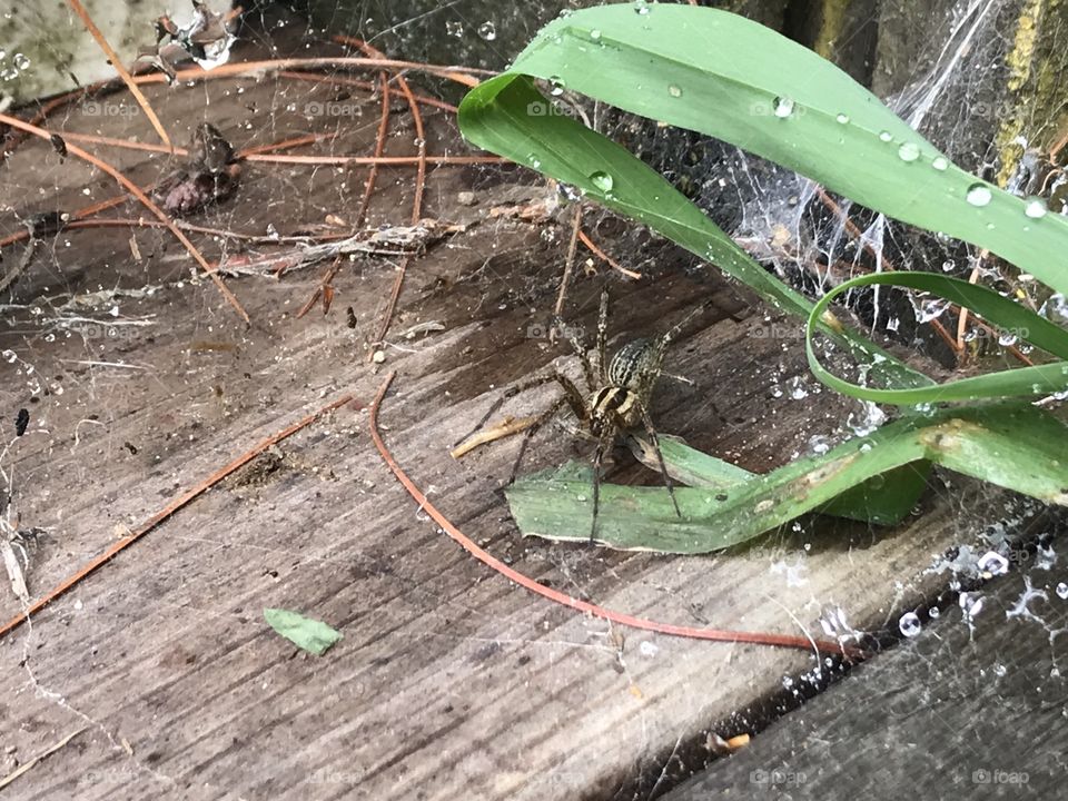 Spider hiding under grass