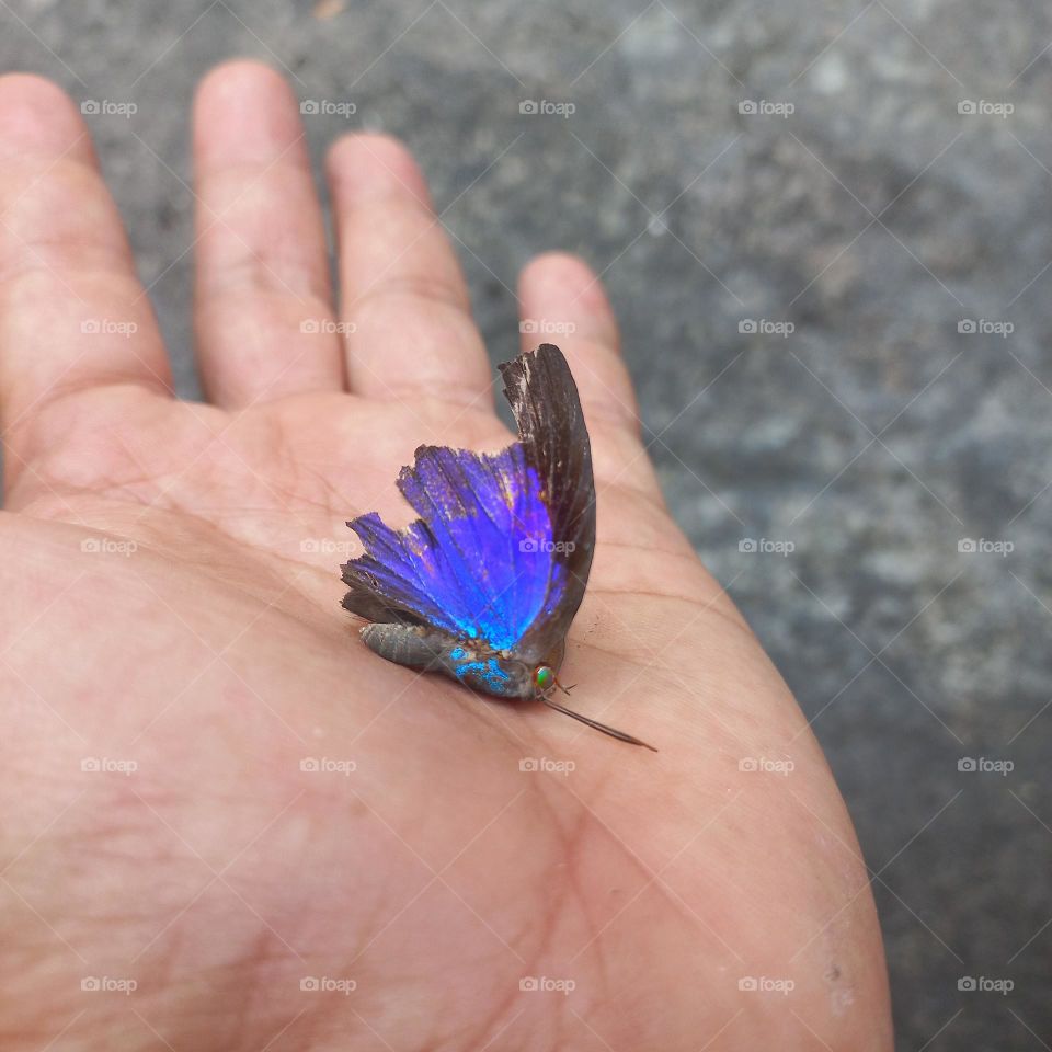 Beautiful butterfly with broken wings in the palm