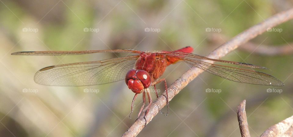 Red dragonfly