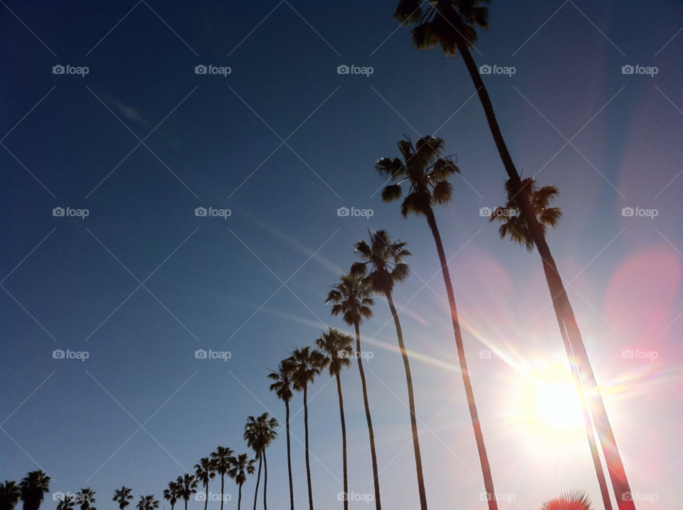 tree palm california sun set by bencobb