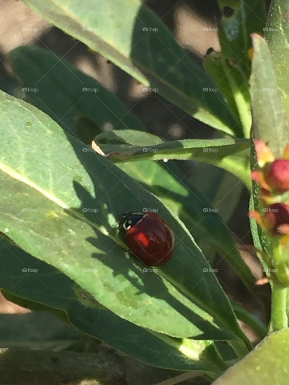 Ladybug close-up