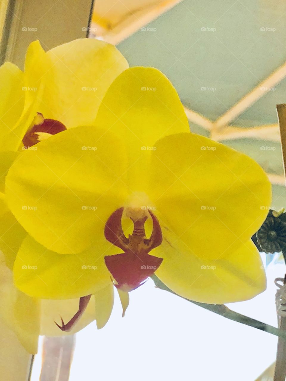 Yellow orchid