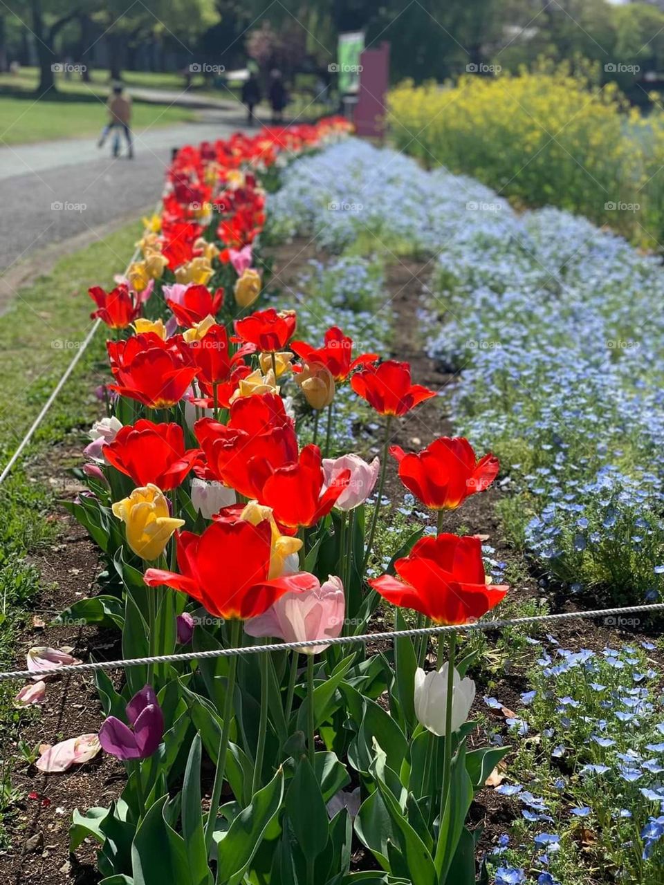 healthy growing flowrrrrs