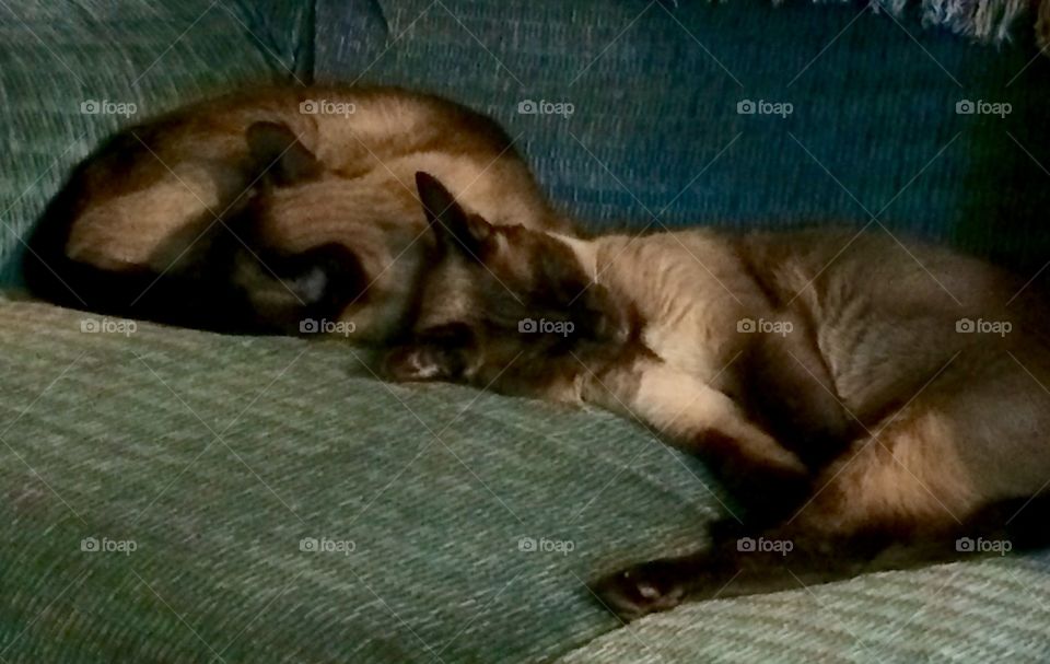 Such angels when they are asleep...