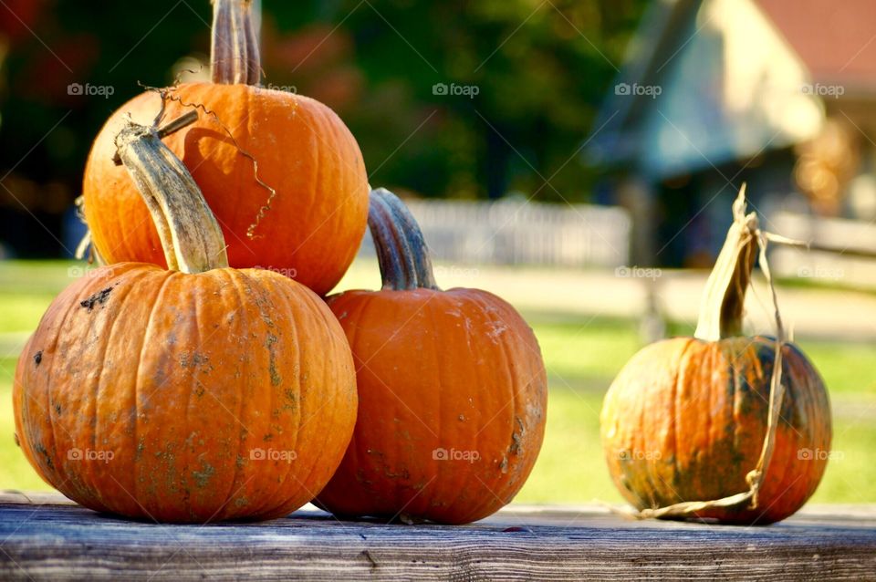 Pumpkins 