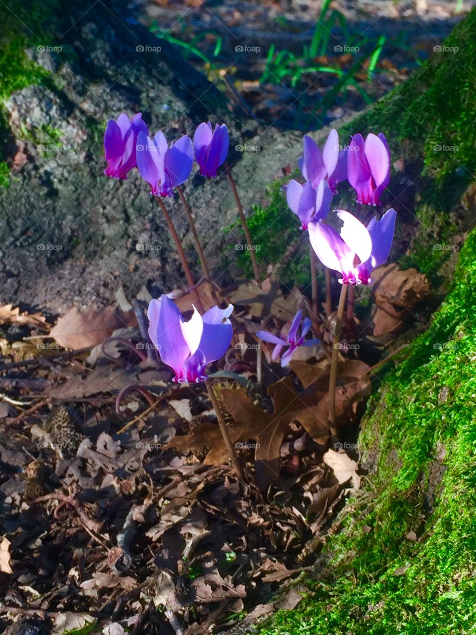 flowers in the forest