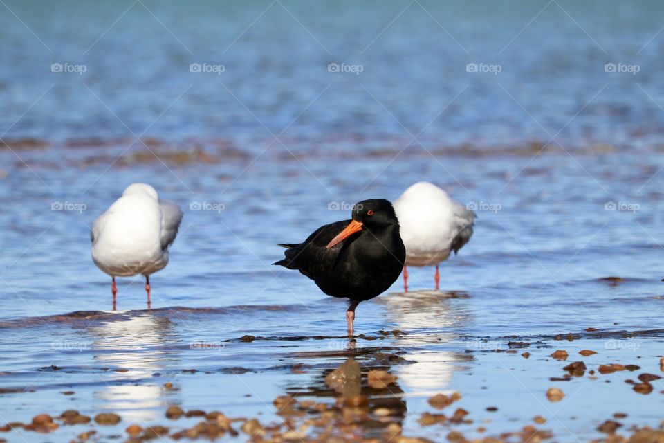 Shorebirds including a Sooty Oyster Catcher among seagulls 